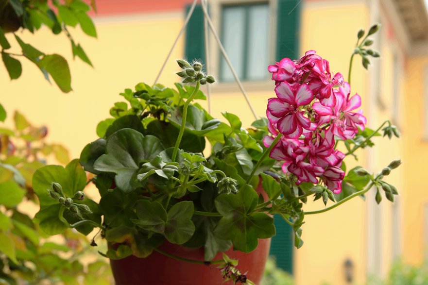 Pelargonia / fot. shutterstock 13856170