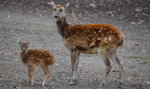 Jeleń Alfreda urodził się w Nowym Zoo