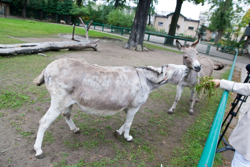 Antonina i Napoleon ze zoo w Poznaniu nie będą karane za miłość