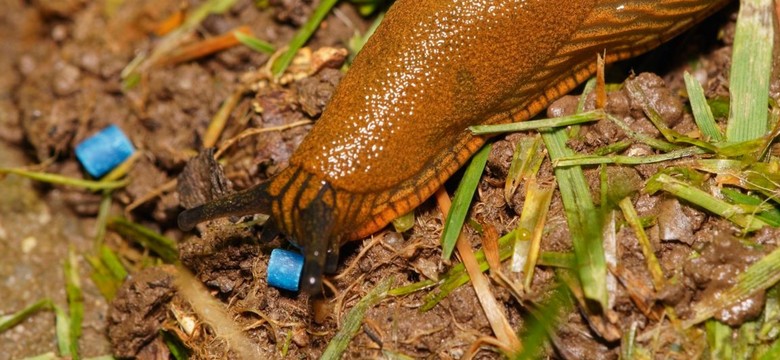 Tymi granulkami ochronisz rośliny przed ślimakami nagimi.  Gwarantowana skuteczność i bezpieczeństwo