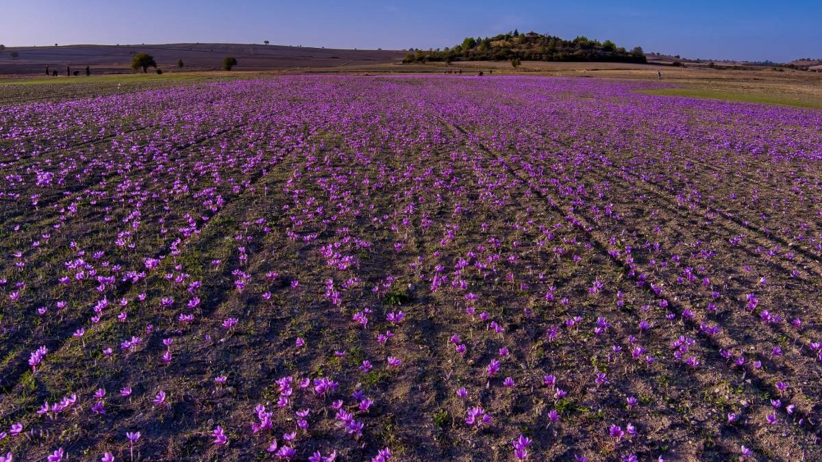 Condimentul care costă 35.000 de euro kilogramul se cultivă și în România. Povestea românului care a început cu 1.000 de bulbi și are acum 150.000 de plante