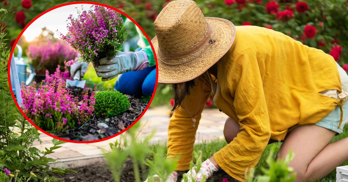 Te rośliny warto zasadzić w ogrodzie w sierpniu! Pierwsze plony zbierzesz już jesienią