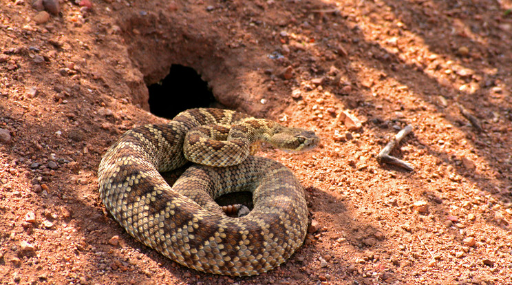 Texasi csörgőkígyó marta meg a felsőtárkányi férfit /Illusztráció: Northfoto