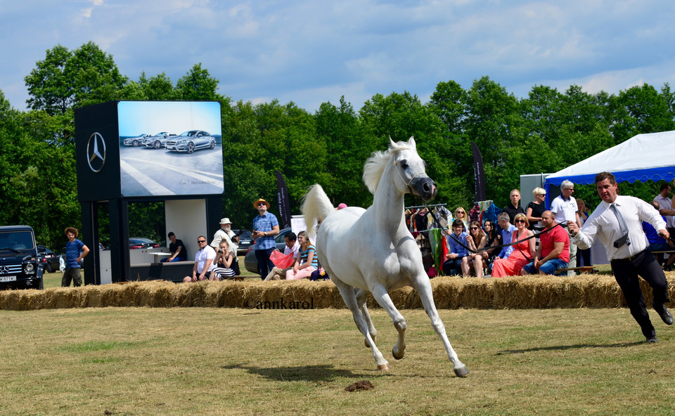 Arabia Polska 2015