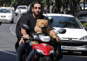 Zabranje je i voziti pse | Foto: EPA