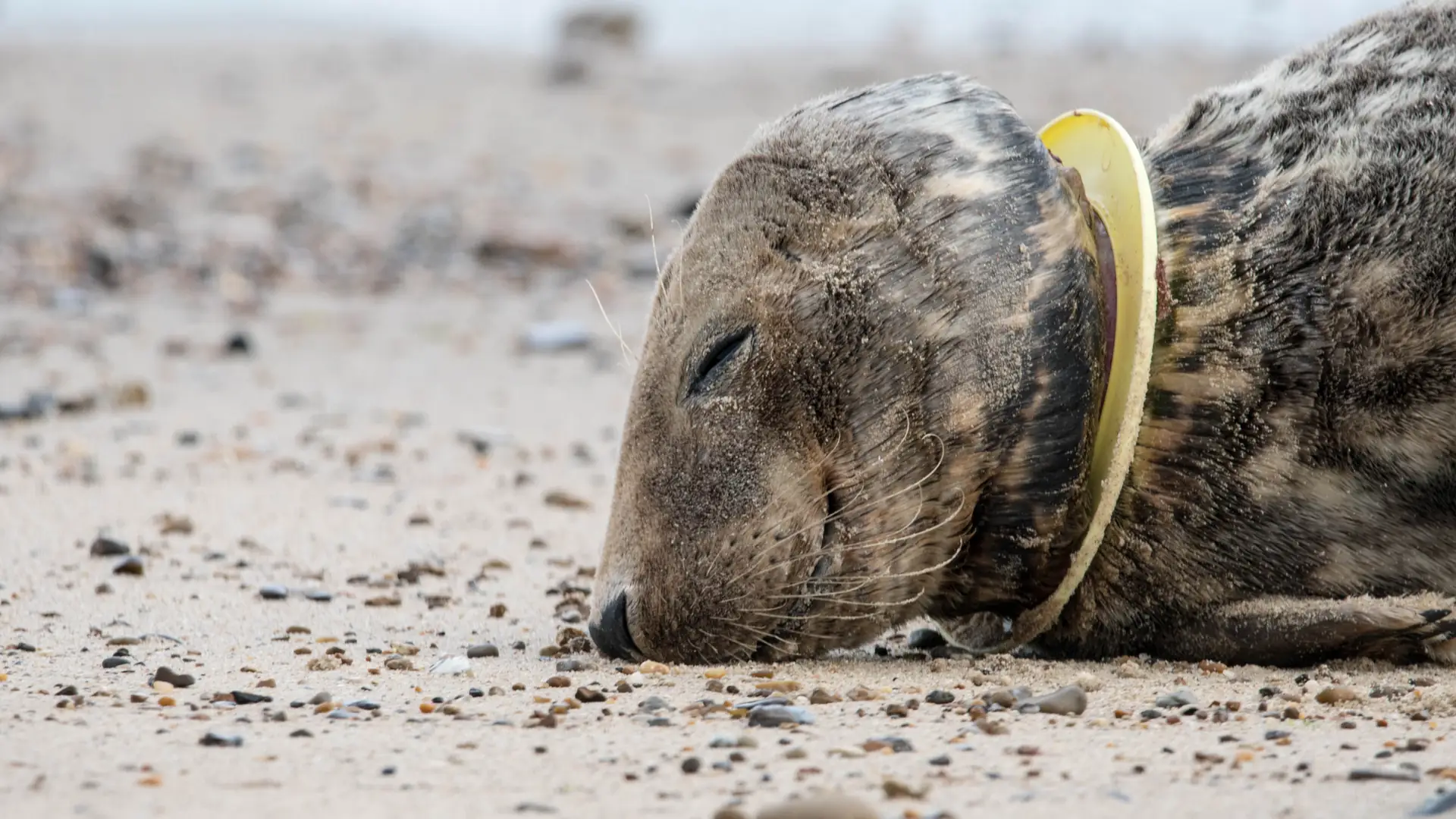 Wybrano słowo roku. Zwraca uwagę na zagrożenie, jakie niesie plastik