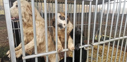 Koszmar zwierząt w pseudohodowli w Rybakach na Pomorzu. Właściciel nic sobie nie robi z wyroku