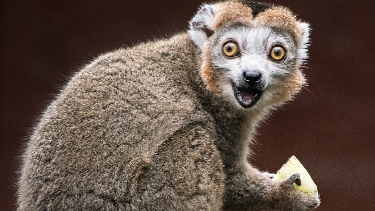 Lemur koroniasty