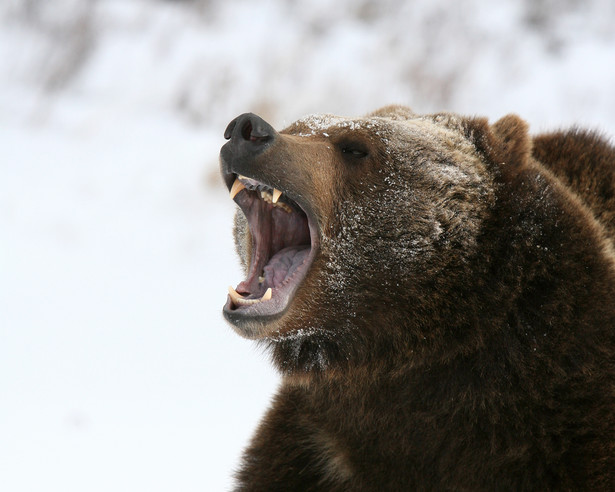 Niedźwiedź grizzly