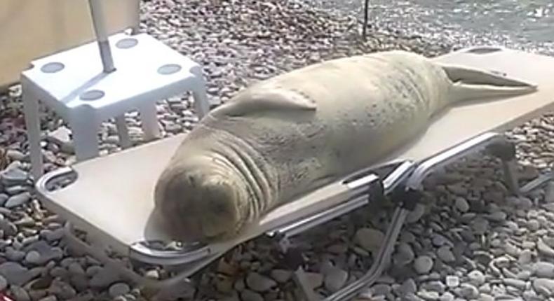 The sea lion was filmed relaxing on a beach