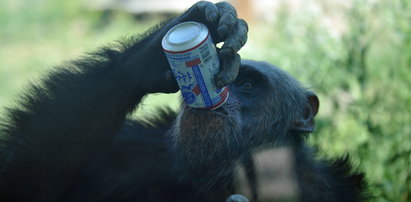 Oto szympans nałogowiec!