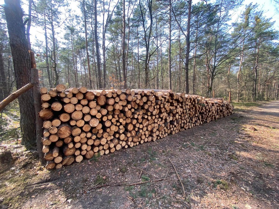 Wycięte drzewa w Kampinoskim Parku Narodowym