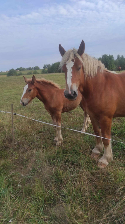 Siedlisko nad Łąkami