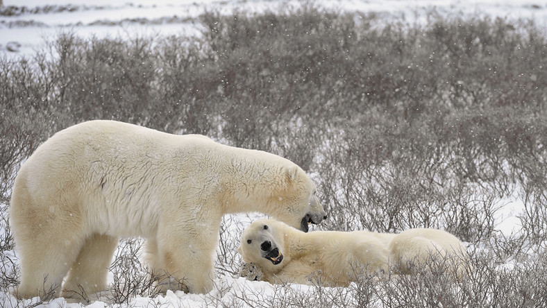 Arktyka Mieszance Misiow Polarnych Z Grizzly Podroze