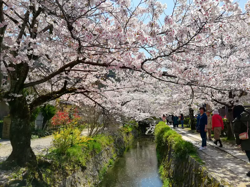 Sakura w mieście Kyoto