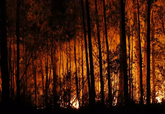 Raport naukowców po pożarach w Australii. "Ekstremalne warunki pogodowe będą coraz częstsze"