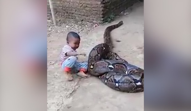 sorti_indonezija_dete_zmija_vesti_blic_unsafe_sto