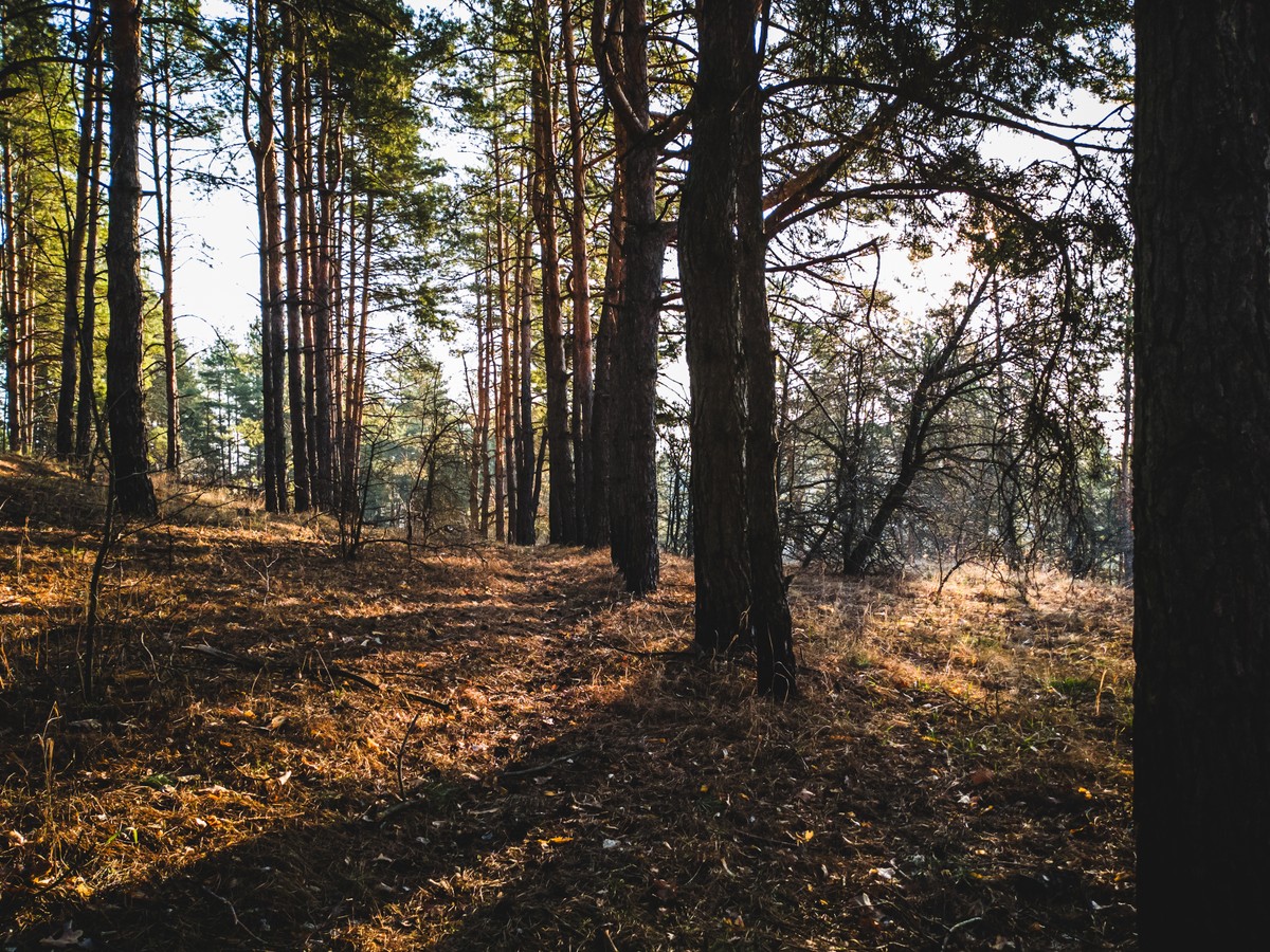 Grzybiarze znaleźli obiekty podobne do dronów. Odkrycia w mazowieckich lasach