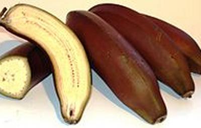 hogyan segítik a banán a leszokást