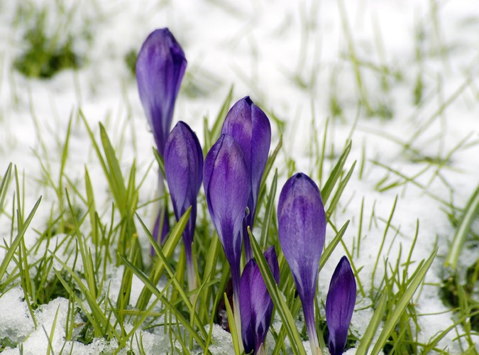 Krokus źródłem szafranu