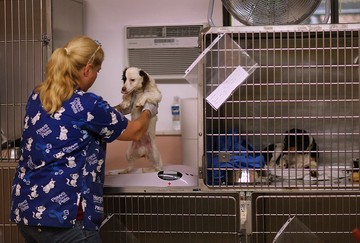 Állatvédelem: rengeteg kutya vár gazdára a menhelyeken