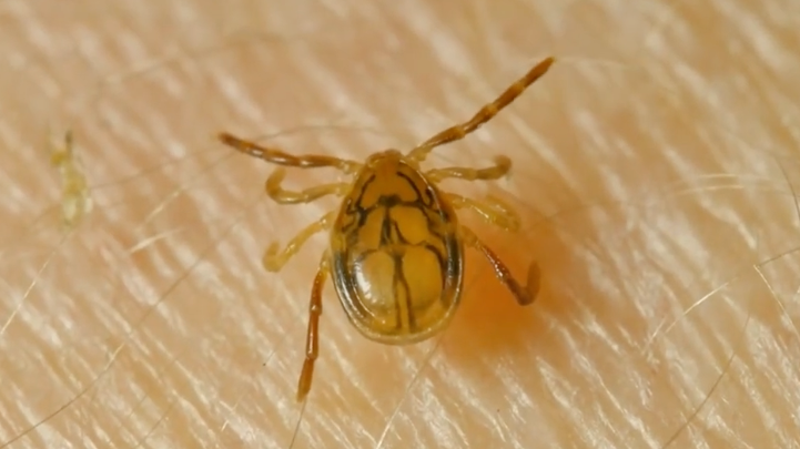 Austrálsky paralytický kliešť (Ixodes holocyclus), ktorého neurotoxíny môžu v závažných prípadoch vyvolať postupujúcu svalovú paralýzu