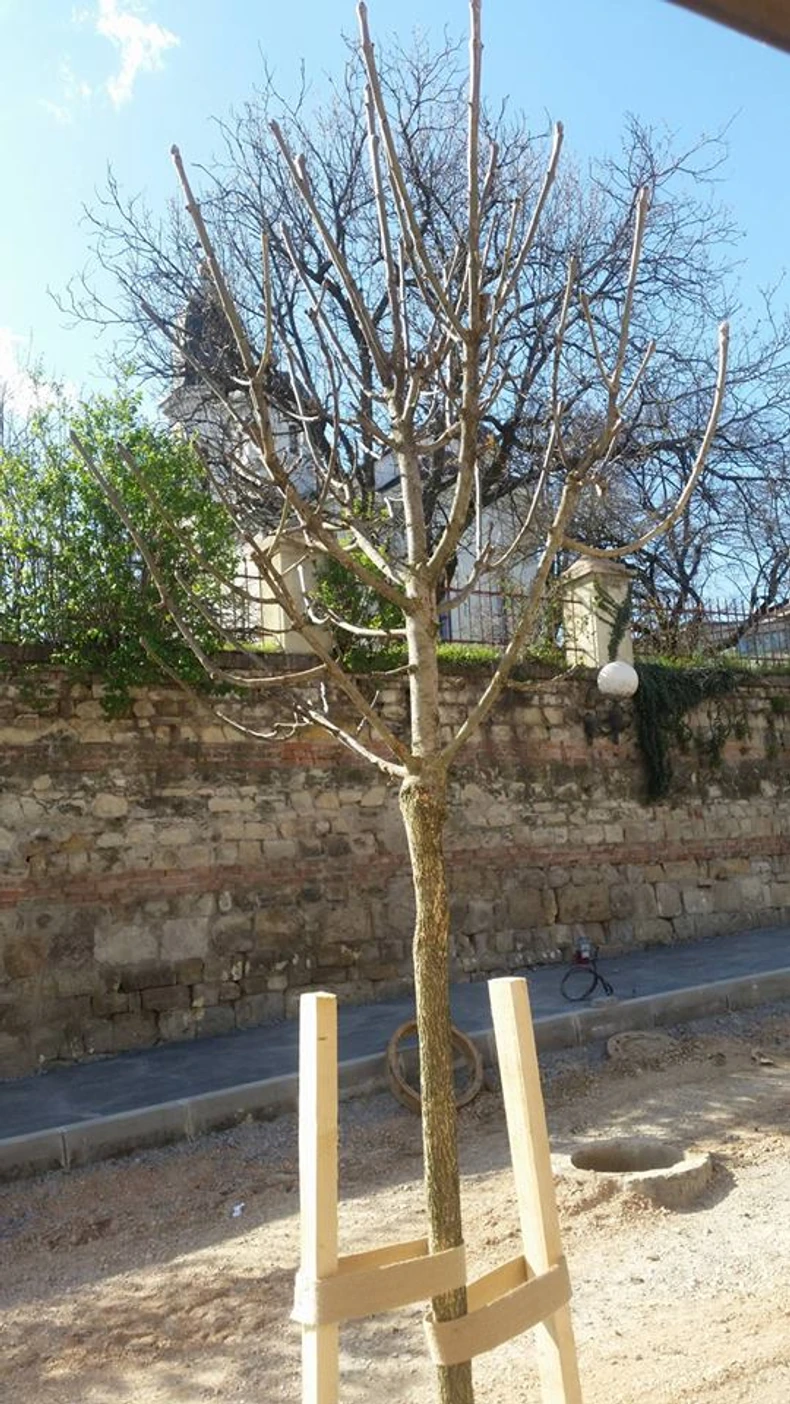 Danas je zasađeno 12 od 28 sadnica