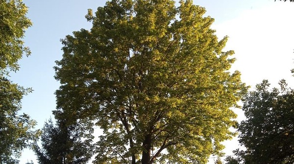 Zabiegi pielęgnacyjne, którym poddane zostaną stare drzewa w Lublinie, zakończą się pod koniec października.