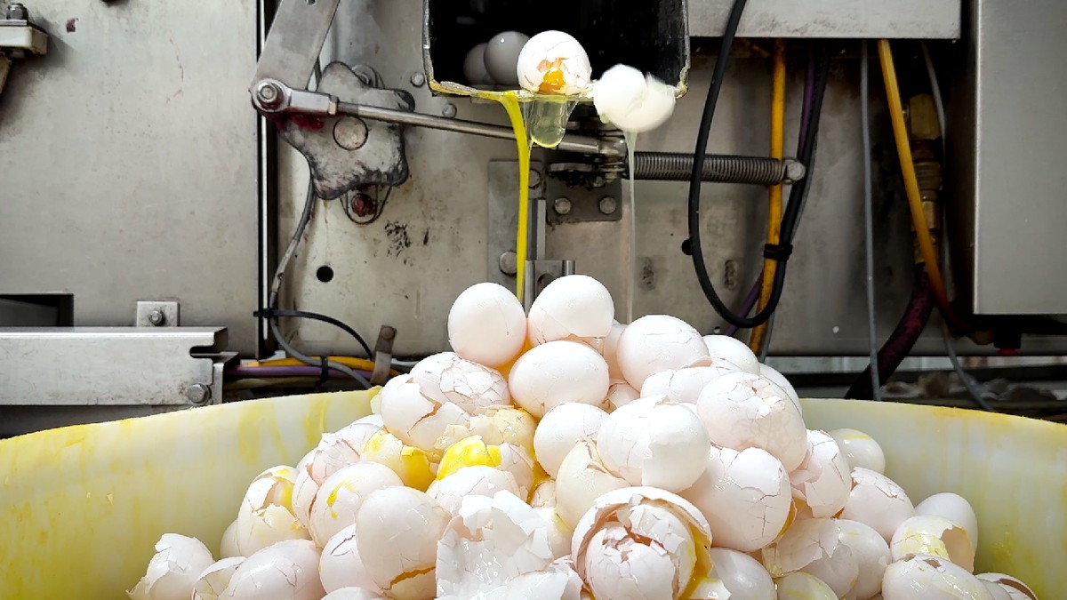 Wybito 170 mln sztuk drobiu, a ceny jaj w USA wciąż rosną. Eksperci biją na alarm
