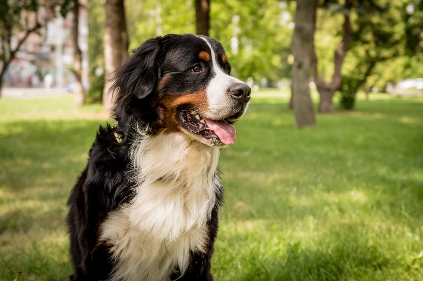 Bernski planinski pas