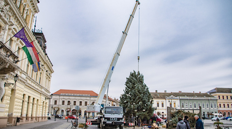 Baján visszaállítják a kidőlt fát/Fotó:baja.hu