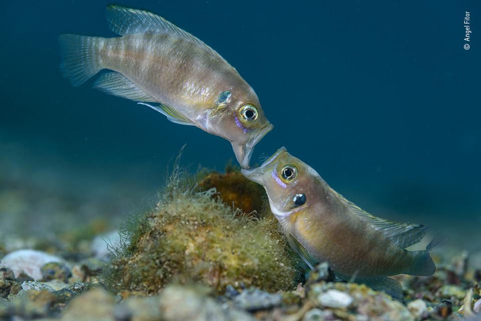  Zwycięzcy Wildlife Photographer of the Year 2020