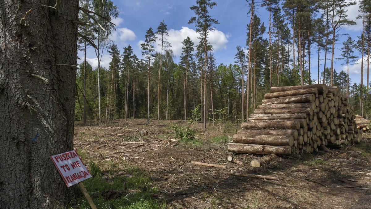 W Puszczy Białowieskiej doszło do złamania międzynarodowych zobowiązań - wynika z raportu przygotowanego na zlecenie UNESCO przez ekspertów IUCN (Międzynarodowej Unii Ochrony Przyrody). Grupa ekspertów na przełomie września i października 2018 roku odbywała misję w polskiej i białoruskiej części puszczy - pisze dla "Gazety Wyborczej" Adam Wajrak.