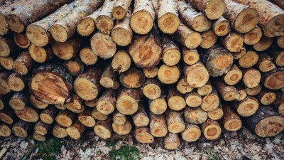 Wielkie zwolnienia w branży meblarskiej. Biznes apeluje o zmiany w Lasach Państwowych