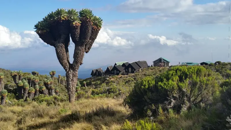 W drodze na Kiliandżaro - wakacje w Tanzanii