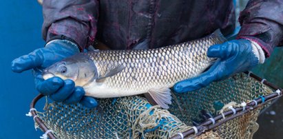 Jak przygotować amura do smażenia? Trzeba zrobić jedną rzecz