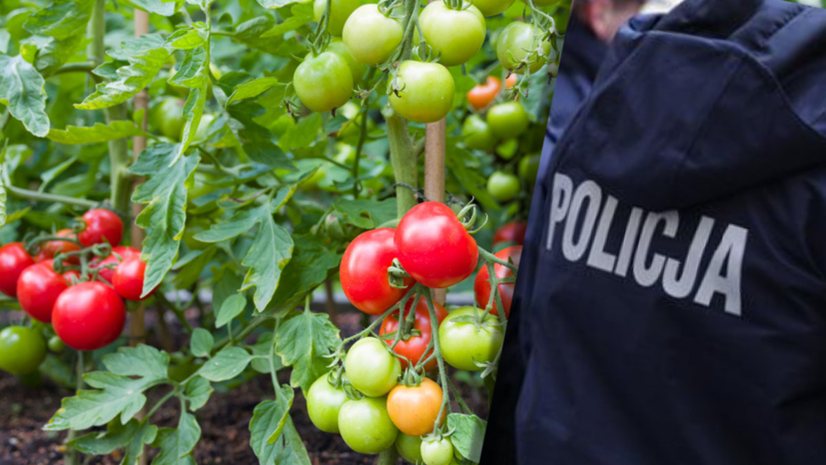 "Pomidorowy gangster" ukarany. Policjantów zaskoczył swym tłumaczeniem