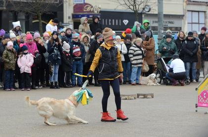 Psy z Golden Retriever WOŚP w Poznaniu podczas 31. Finału WOŚP fot. Codzienny Poznań