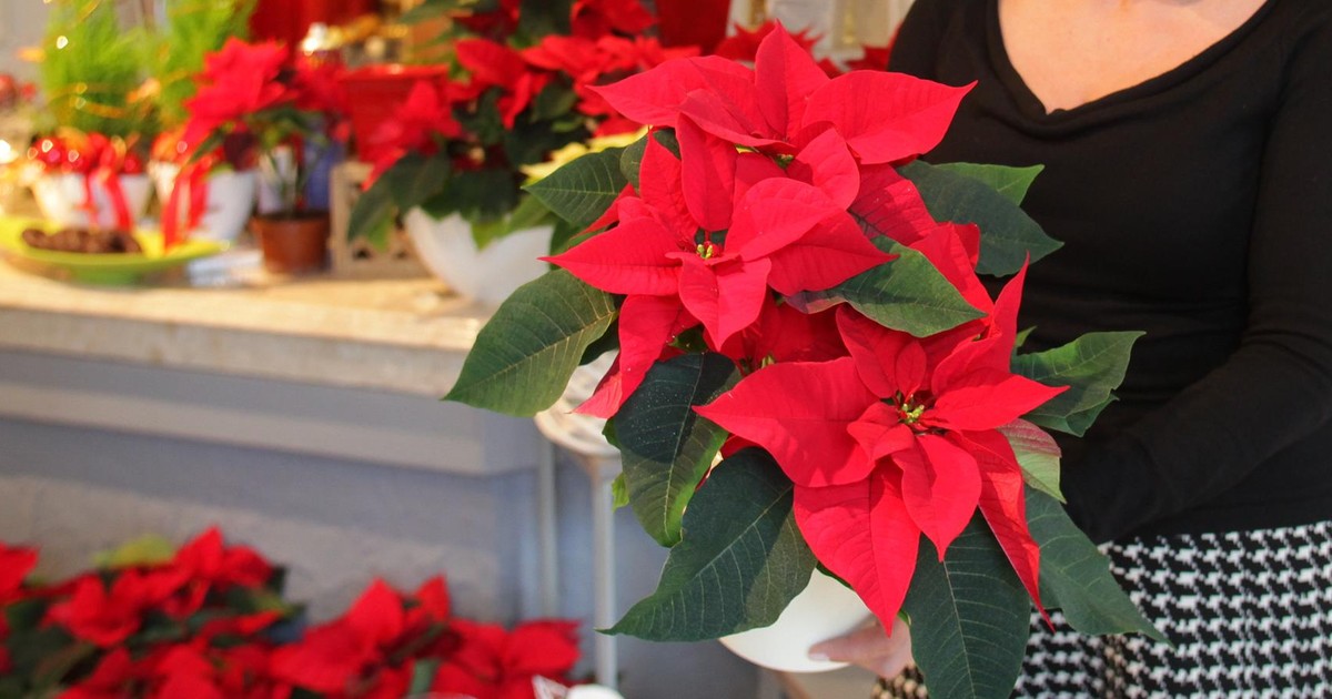 Gwiazda betlejemska więdnie i traci liście? Zamiast do piernika, dosyp tę przyprawę do doniczki