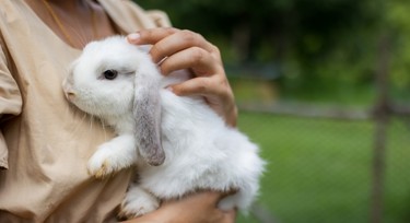 5 great pets that aren’t cats or dogs