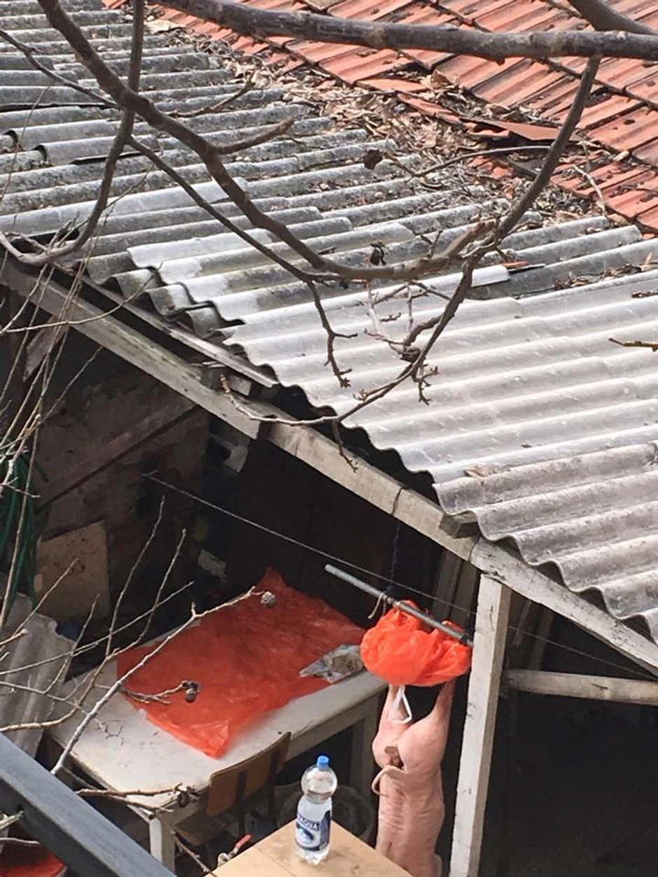 Prase je spremno da za pečenje