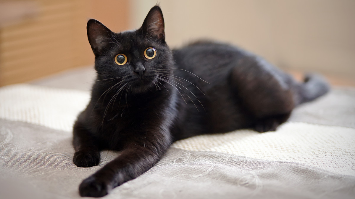 Czarne koty - fakty, quiz