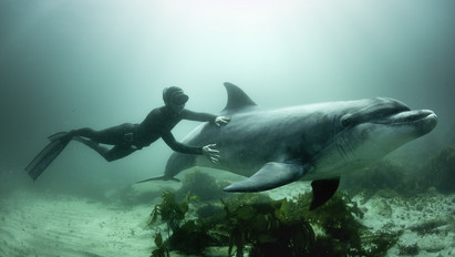 Családtagjának tekinti a delfin a fotóst – hihetetlen képek