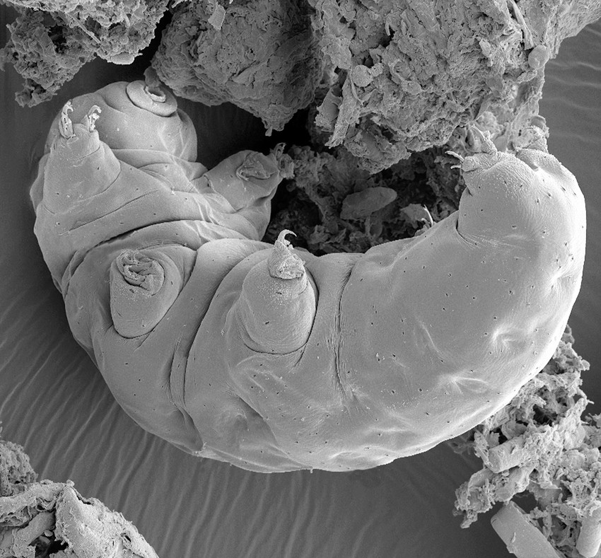 Tardigrade,