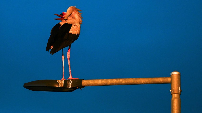 BBC | Foto: EPA