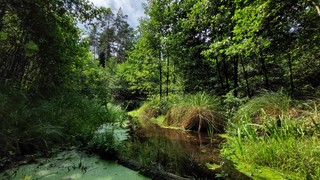 Czy kolej rozjedzie Puszczę Knyszyńską?