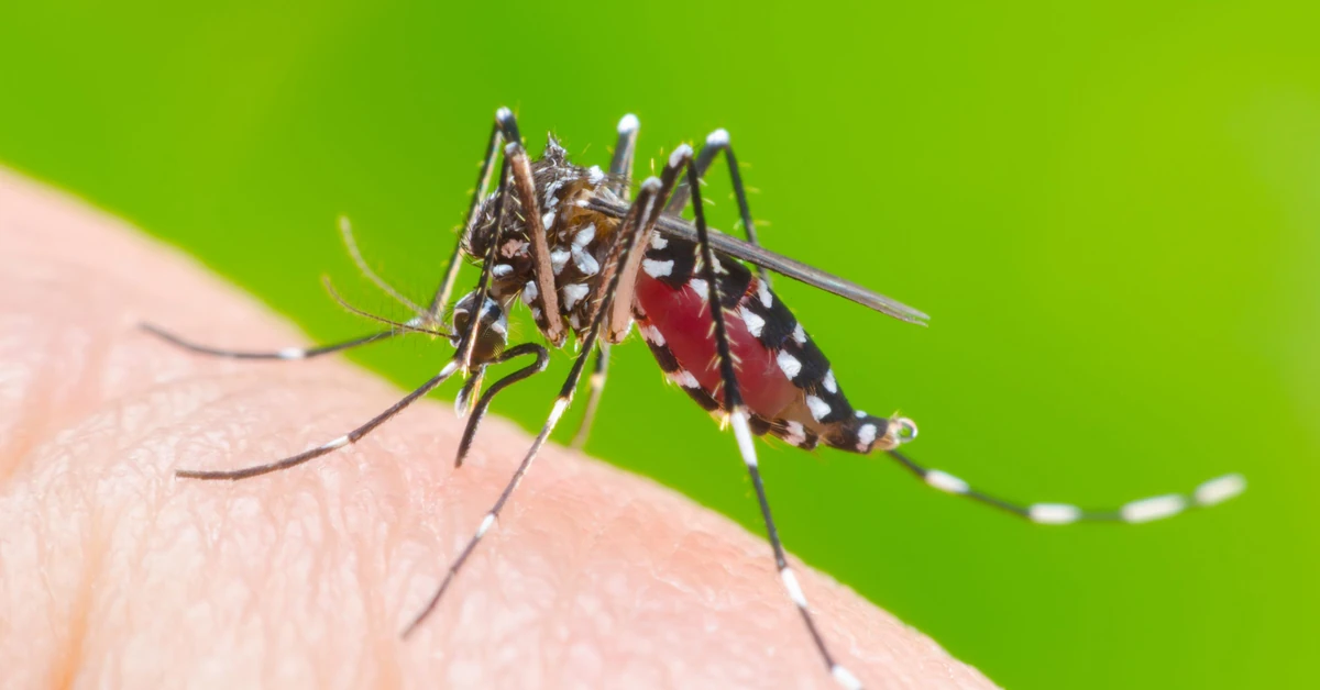 WHO alarmuje przed globalnym zagrożeniem. Tropikalny wirus dotarł już do Europy