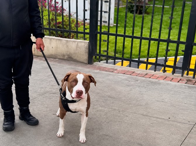 Svvi gledaju reakciju psa kad je ugledao ženu koja ga je spasila