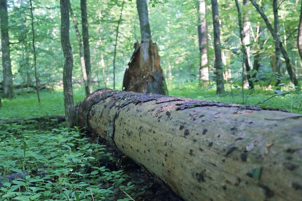 Wiceminister klimatu i środowiska Edward Siarka wyjaśnił w rozmowie z PAP, że nowe aneksy do planów urządzenia lasu (PUL) dla puszczańskich nadleśnictw mają na celu wykonanie w pełni wyroku TSUE z 2018 roku.