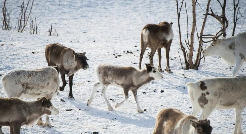 The disease turns reindeers' brains to mush